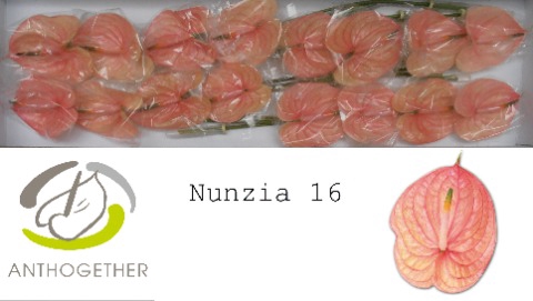 <h4>Anthurium Nunzia</h4>