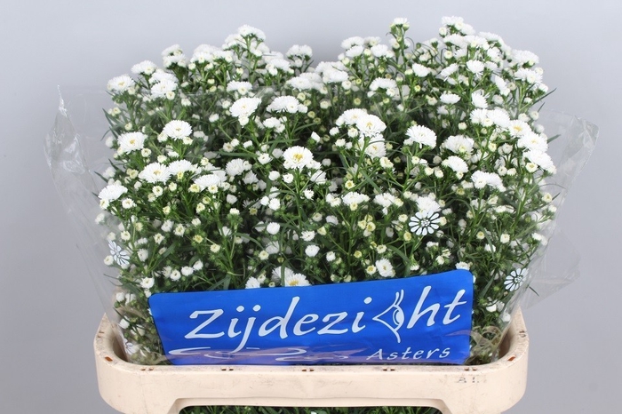 <h4>Aster Cassy</h4>