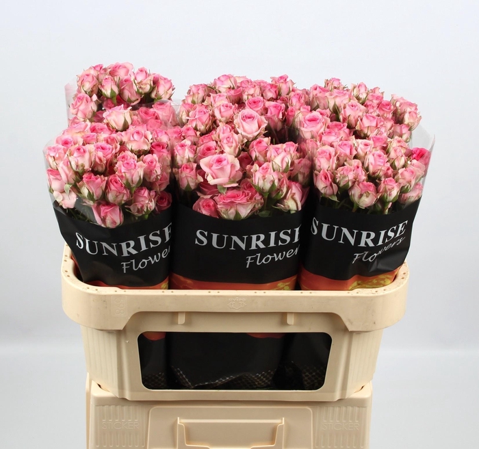 <h4>R TR TRALALA</h4>