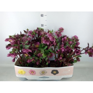 Helleborus  'Fkiss Charmer'