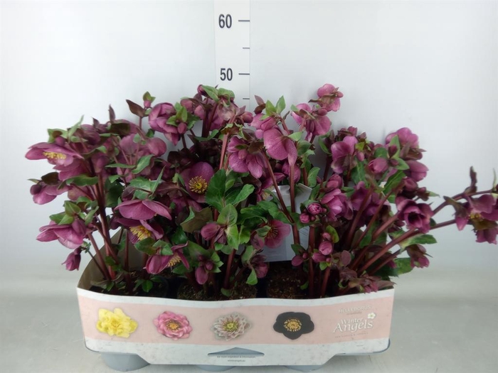 <h4>Helleborus  'Fkiss Charmer'</h4>