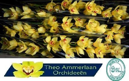 <h4>Arcadiun 60</h4>