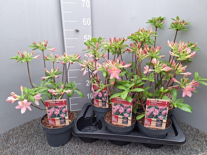 <h4>RHOD MO GEM</h4>