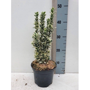 Euonymus jap 'White Spider' PBR