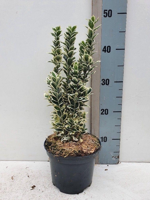 <h4>Euonymus jap 'White Spider' PBR</h4>