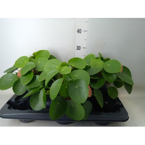 Pilea peperomioides