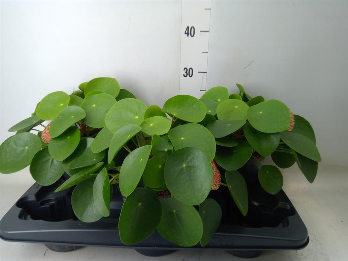 <h4>Pilea peperomioides</h4>
