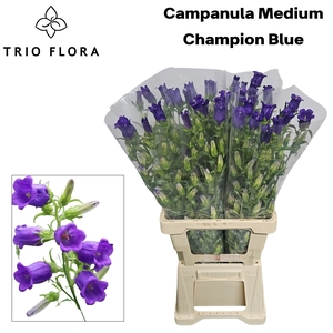 CAMP M CHAMPION BLUE 996