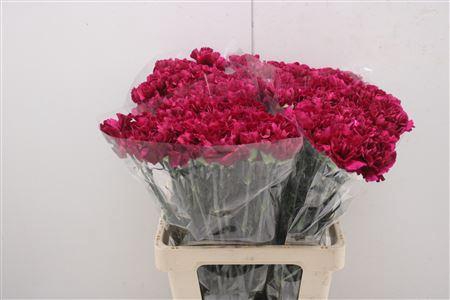 <h4>Di St Golem</h4>