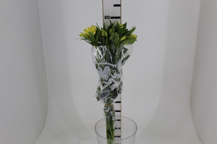 <h4>ALSTROEMERIA MISTRAL 080 CM</h4>