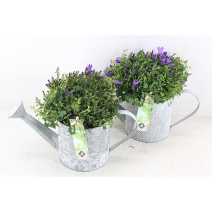 arr4 Outdoor JS - Zink gieter zilver campanula