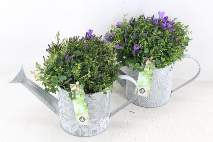 <h4>arr4 Outdoor JS - Zink gieter zilver campanula</h4>