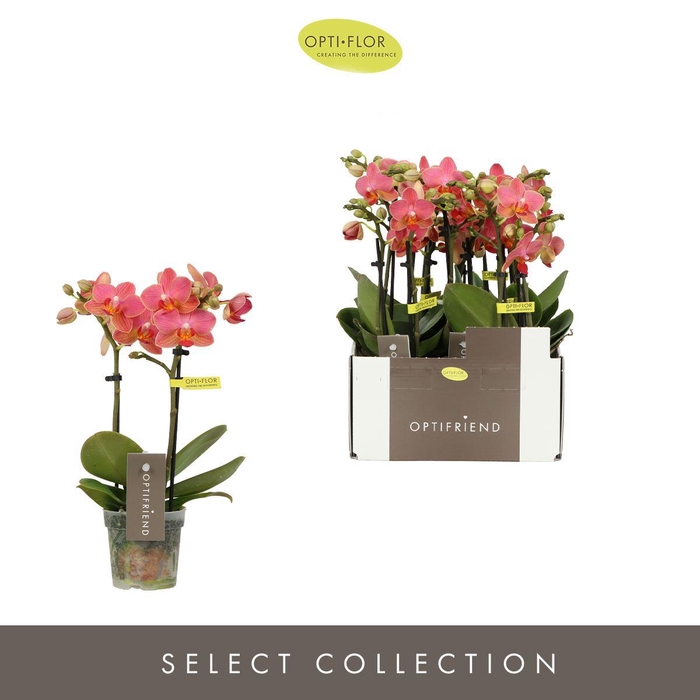 <h4>Phalaenopsis multi.   ...orange</h4>