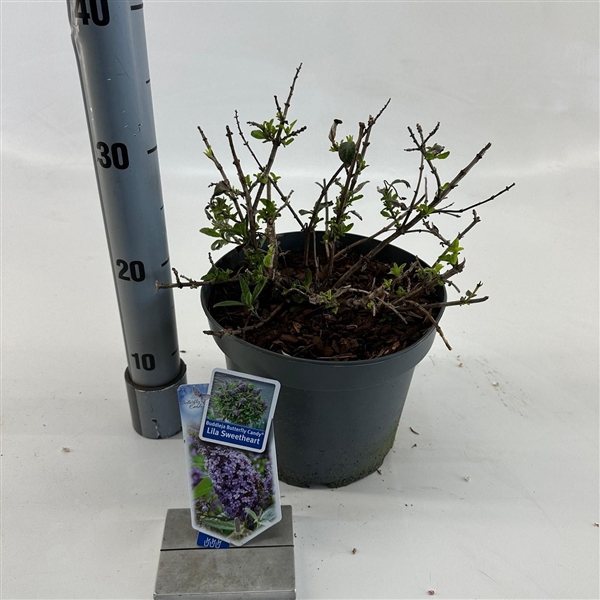 <h4>Buddleja d. Butt. Candy® Lila Sweetheart ('BotEx 002'PBR)</h4>
