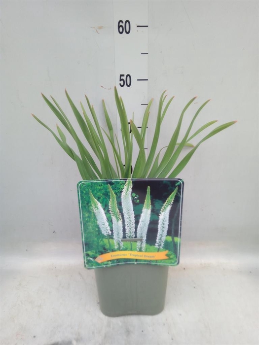 <h4>Eremurus   ...</h4>