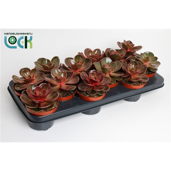 <h4>Echeveria Magic Red</h4>