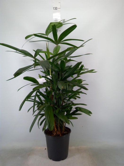 <h4>Rhapis excelsa</h4>