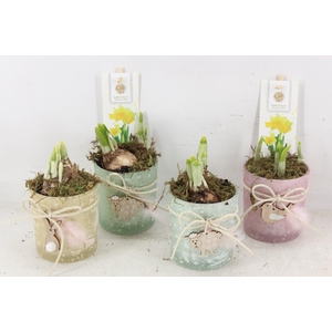 arr4 Narcis FL - Spring mix x12