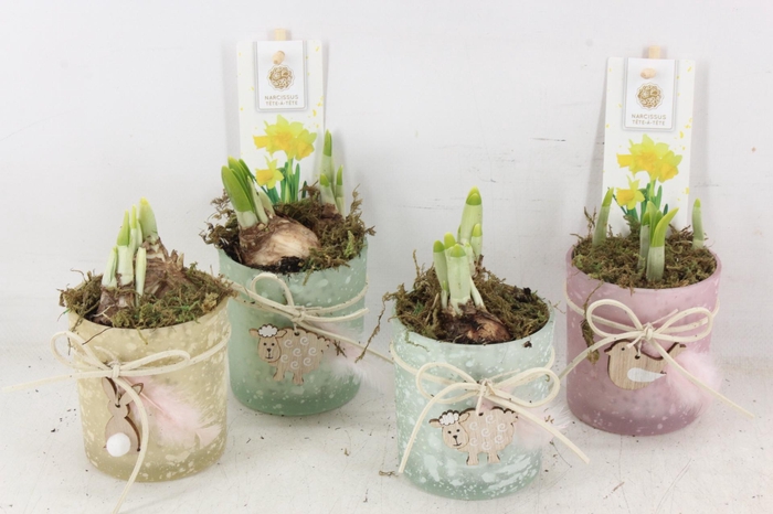 <h4>arr4 Narcis FL - Spring mix x12</h4>