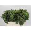 Pittosporum Ilan