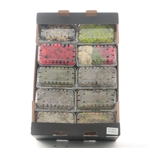 Mos Mix Blister