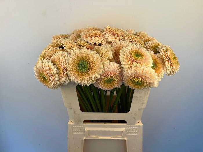 <h4>Ge Mb Bol Saturnsatu</h4>