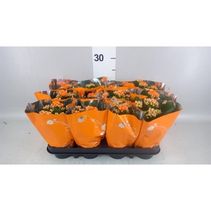Kalanchoe blos. 'Demeter'