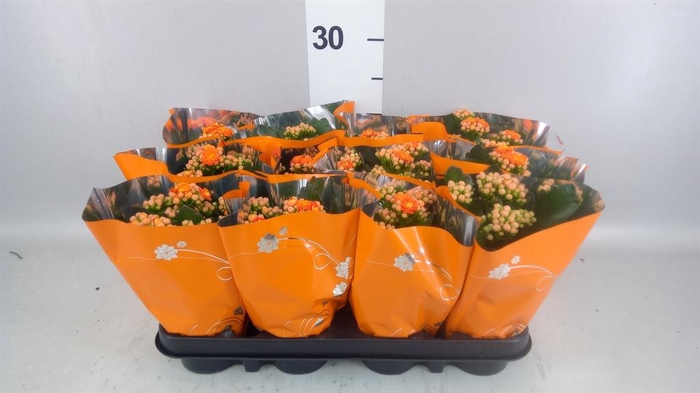 <h4>Kalanchoe blos. 'Demeter'</h4>