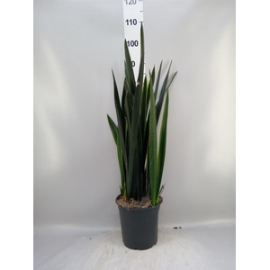Sansevieria   ...