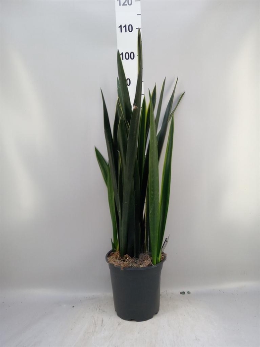 <h4>Sansevieria ...</h4>