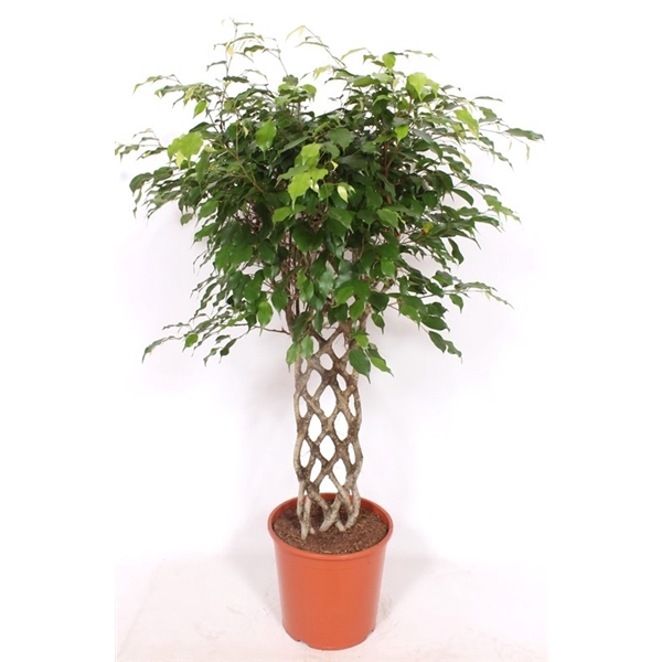 <h4>Ficus Exotica</h4>