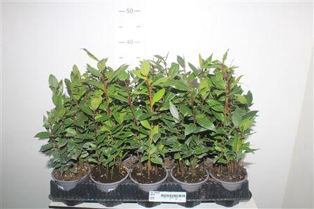 <h4>Lau Nobilis</h4>