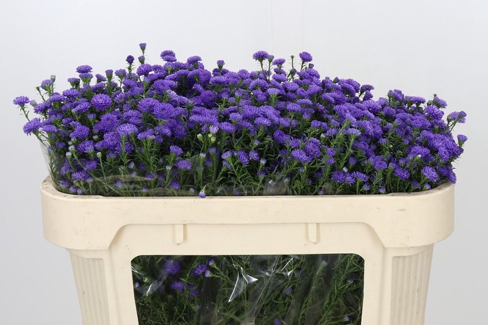 <h4>Aster Baby Parade</h4>