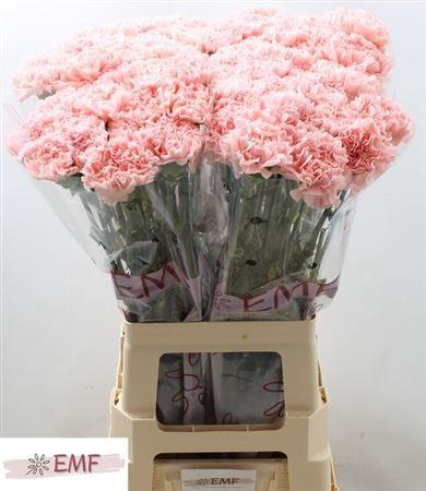 <h4>Di St Jodie</h4>