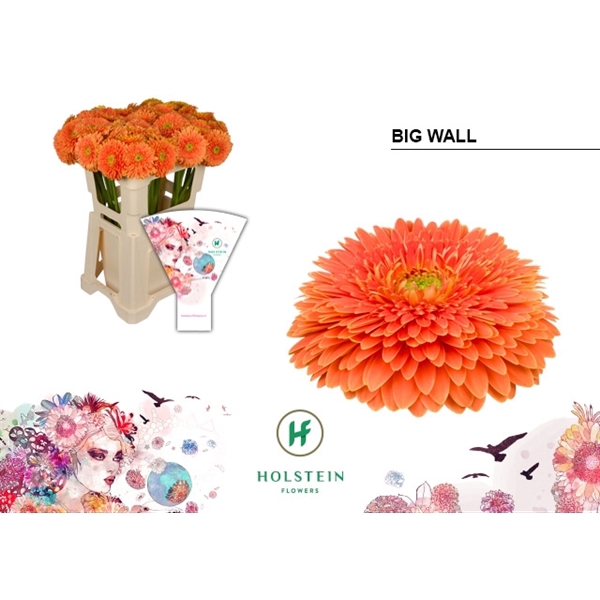 <h4>Ge Gb Gerp Big Wall - Holstein</h4>