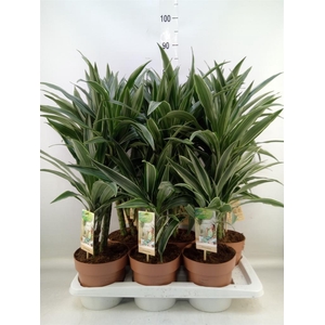 Dracaena fr de 'Warneckei'