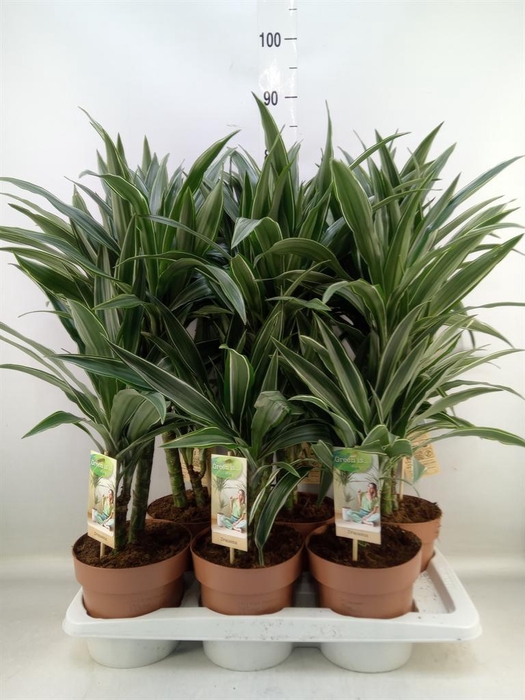 <h4>Dracaena fr de 'Warneckei'</h4>