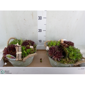 Arr.  Sempervivum L%