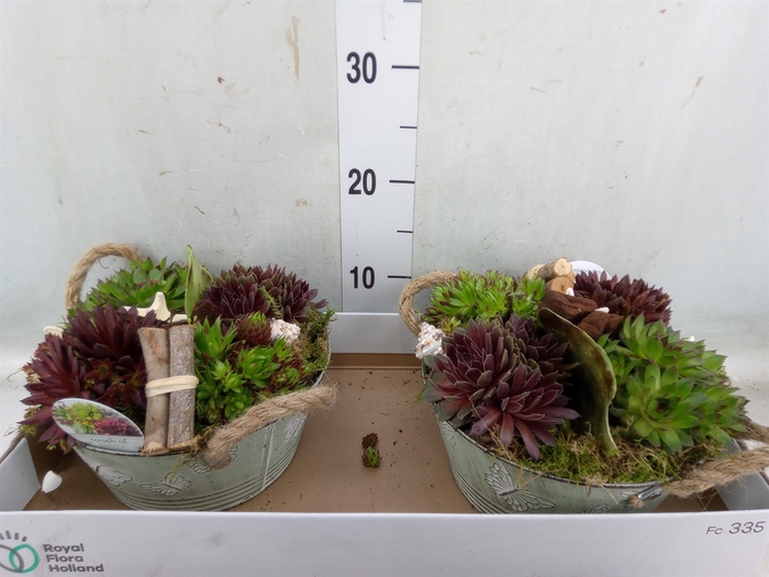 <h4>Arr.  Sempervivum L%</h4>
