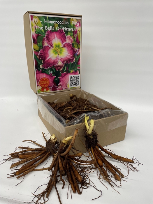<h4>Hemerocallis Ring The Bells Of Heaven</h4>