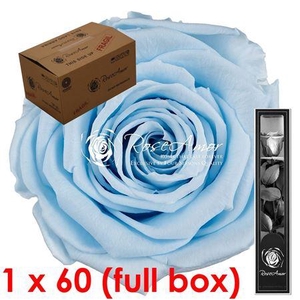 30cm Stem Blu89 Bulk