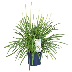 Agapanthus Amourette Blue Blush