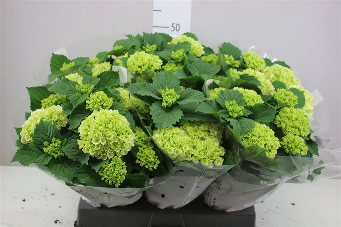 <h4>Hydrangea Crystal Palace 9-10</h4>