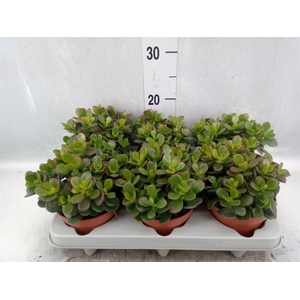 Crassula ovata 'Minor'