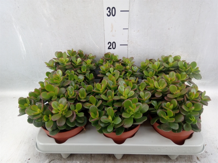 <h4>Crassula ovata 'Minor'</h4>