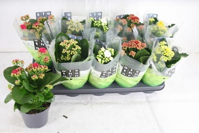 <h4>KAL GE GEM 5 KL</h4>