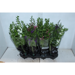 ANGELONIA P14 VARIADO