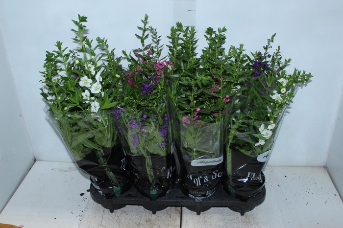 <h4>ANGELONIA P14 VARIADO</h4>