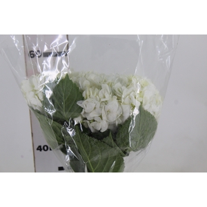 HORTENSIA 050 CM BRANCO