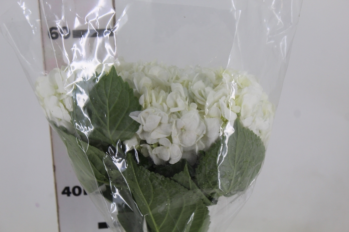 <h4>HORTENSIA 050 CM BRANCO</h4>